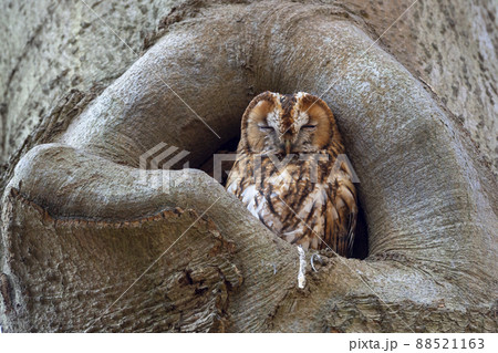 Tawny owl or brown owl (Strix aluco) 88521163
