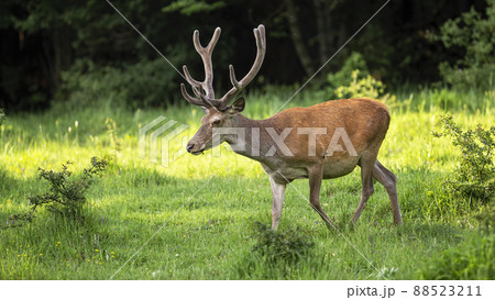 red deer moving on growing meadow in spring sunlight red deer moving on growing meadow in spring sunlight 88523211