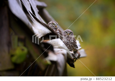 Two little owl sitting on roof of abandoned house. Two little owl sitting on roof of abandoned house. 88523212