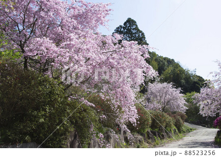 春　満開の桜 88523256
