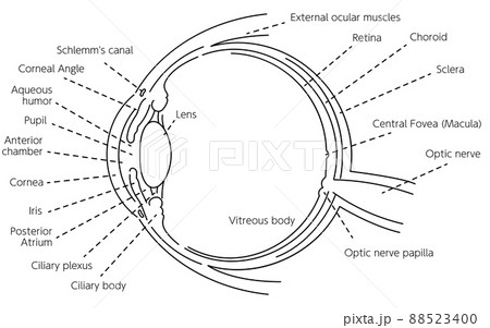 眼球の図解イラスト（線画） 88523400