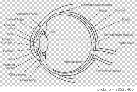 眼球の図解イラスト（線画） 88523400