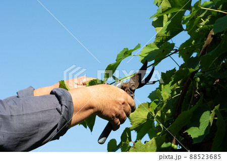 The gardener prunes the grape leaves for faster ripening. The gardener prunes the grape leaves for faster ripening. 88523685