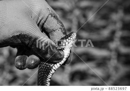 Snake in human hands, Natrix is a genus of non-venomous snakes of the snake family. 88523697