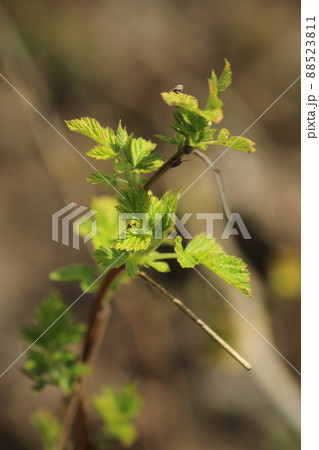 A currant branch with young leaves on a blurred green background of the garden. High quality photo A currant branch with young leaves on a blurred green background of the garden. High quality photo 88523811