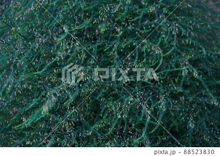 An emerald-colored plant with small leaves of medicinal asparagus. The concept of growing vegetables in the backyard garden. High quality photo An emerald-colored plant with small leaves of medicinal asparagus. The concept of growing vegetables in the backyard garden. High quality photo 88523830