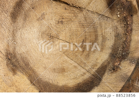 Log surface structure. Stumps and logs. 88523856