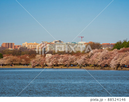 Beautiful skyline of downtown with cherry blossom 88524146