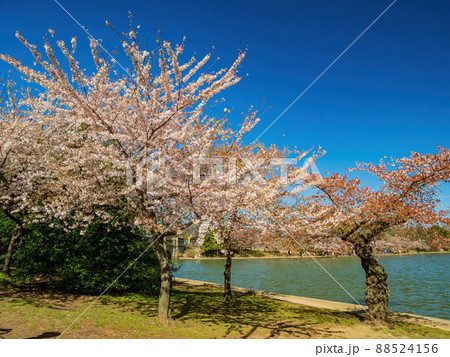 Close up shot of cherry tree blossom Close up shot of cherry tree blossom 88524156