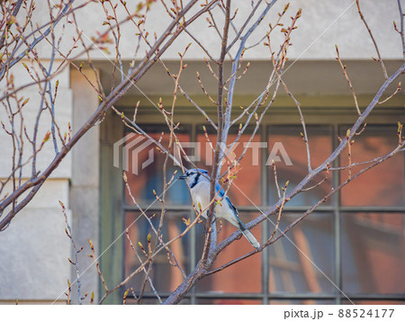 Closese up shot of Blue Jay on a branch 88524177