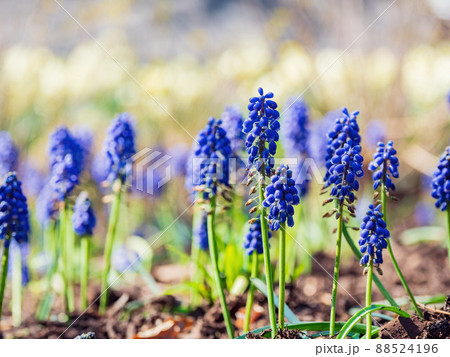 Sunny view of many Muscari flower blossom in Francis Scott Key Memorial 88524196