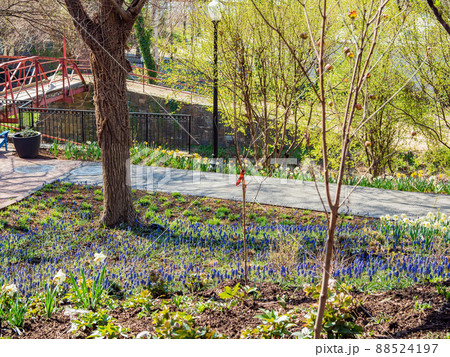 Sunny view of many Muscari flower blossom in Francis Scott Key Memorial 88524197