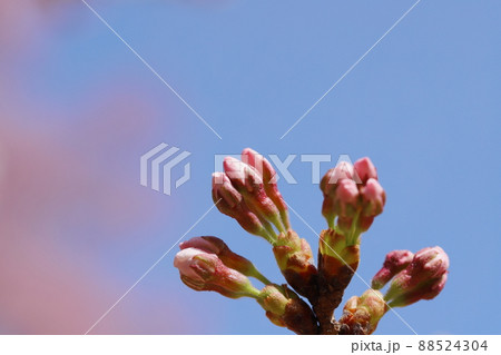 開花間近のソメイヨシノのつぼみ 【クローズアップ】 88524304