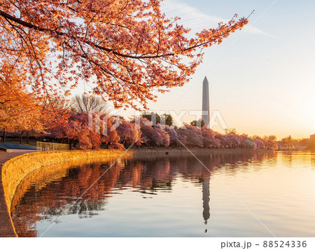 Sun rise view of the Washington Monument with cherry blossom Sun rise view of the Washington Monument with cherry blossom 88524336