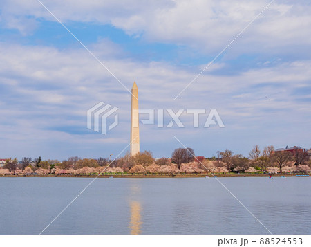 Sunny view of the Washington Monument with cherry blossom Sunny view of the Washington Monument with cherry blossom 88524553