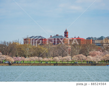 Beautiful Smithsonian Castle with cherry blossom 88524564