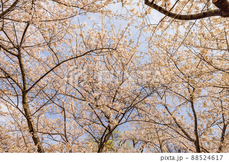 Sunny view of cherry tree blossom in Tidal Basin area 88524617