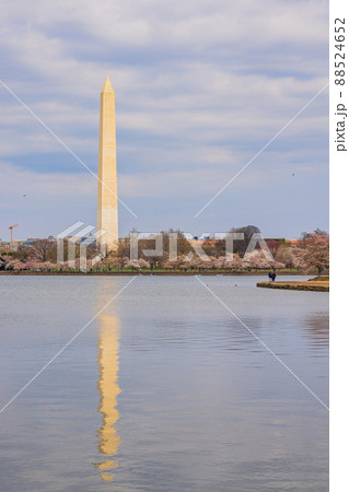 Sunny view of the Washington Monument with cherry blossom 88524652