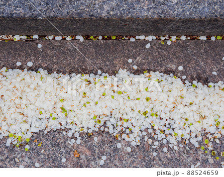 Close up shot of many cherry flower petal 88524659