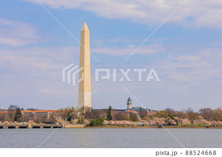 Sunny view of the Washington Monument with cherry blossom 88524668