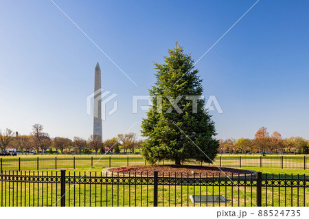 Sunny view of the National Christmas Tree and Washington Monument Sunny view of the National Christmas Tree and Washington Monument 88524735