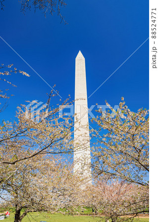 Sunny view of the Washington Monument with cherry blossom Sunny view of the Washington Monument with cherry blossom 88524771