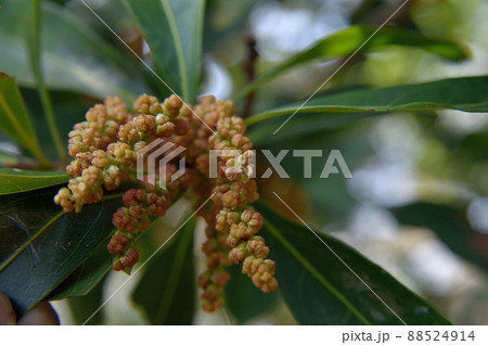 ヤマモモの雄花 ヤマモモの雄花 88524914