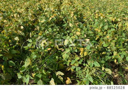 だだちゃ豆畑 山形県鶴岡市の特産品 だだちゃ豆畑 山形県鶴岡市の特産品 88525028