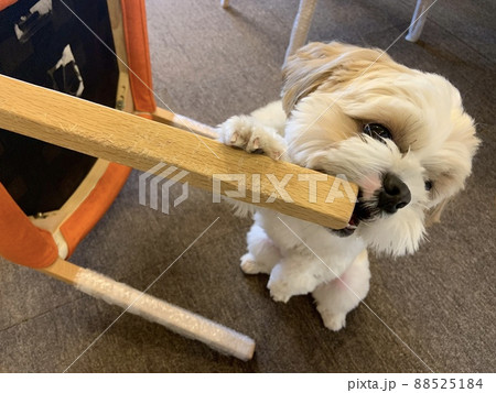 犬に噛まれてボロボロになった家具たち 犬に噛まれてボロボロになった家具たち 88525184
