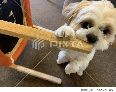 犬に噛まれてボロボロになった家具たち 犬に噛まれてボロボロになった家具たち 88525185