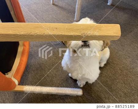 犬に噛まれてボロボロになった家具たち 犬に噛まれてボロボロになった家具たち 88525189
