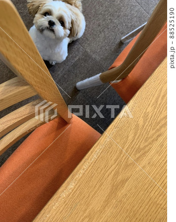 犬に噛まれてボロボロになった家具たち 犬に噛まれてボロボロになった家具たち 88525190