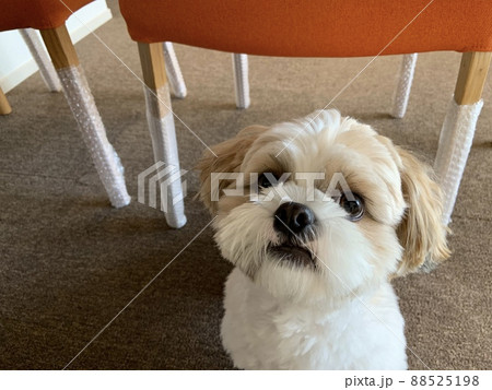 犬に噛まれてボロボロになった家具たち 88525198