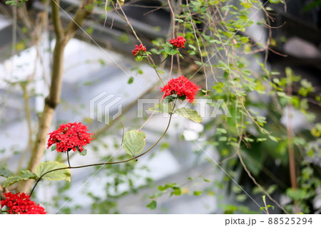 ベニバナクサギの花 ベニバナクサギの花 88525294
