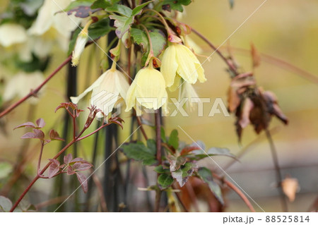 クレマチスの花　シルホサ 88525814