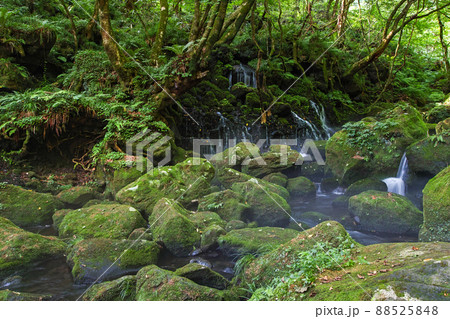 秋田県/ 朝霧を纏い幻想的な夏の「元滝伏流水」 88525848