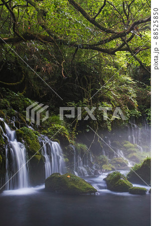 秋田県/ 朝霧を纏い幻想的な夏の「元滝伏流水」 88525850