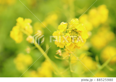 菜の花 菜の花 88525980