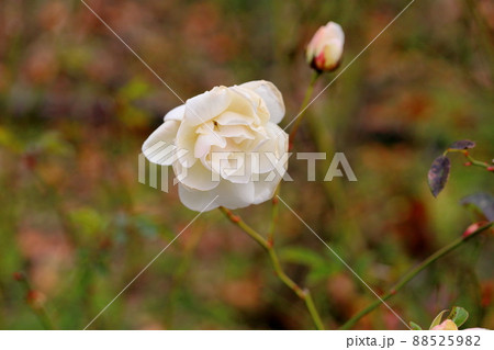 バラの花 シュネービッチェン バラの花 シュネービッチェン 88525982