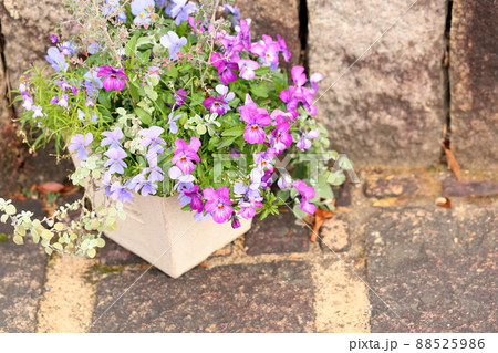 ビオラの花 ビオラの花 88525986