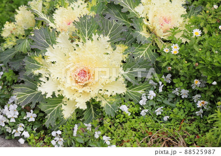 ハボタンの花 ハボタンの花 88525987