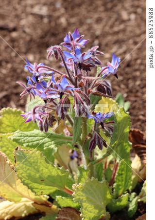 ルリヂシャの花 ルリヂシャの花 88525988