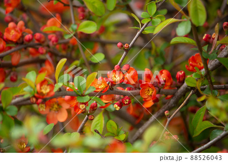 クサボケ（草木瓜、英名：Japanese quince）　別名：ジナシ、ノボケ、コボケなど多数　生薬 88526043