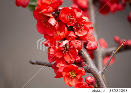 ボケ(木瓜)の花 学名:Chaenomeles speciosa Nakai (実が漢方薬に使用され ボケ(木瓜)の花 学名:Chaenomeles speciosa Nakai (実が漢方薬に使用され 88526063