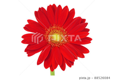 【ガーベラ】 (深度合成) 【ガーベラ】 (深度合成) 88526084