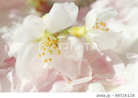 敷き詰められた桜の花びらの上に咲く桜の花のアップ 88526128