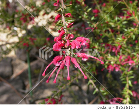 グレビレア・ピグミーダンサー　Grevillea 'Pygmy Dancer' 88526157