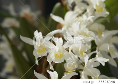 セロジネ Coelogyne セロジネ Coelogyne 88526340