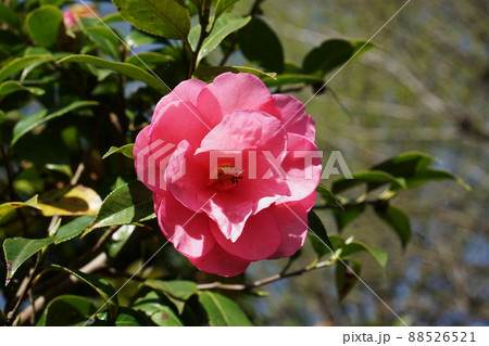ツバキ バーバラクラーク Camellia japonica ツバキ バーバラクラーク Camellia japonica 88526521