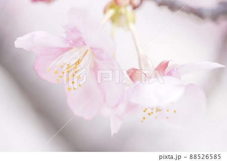 ふわふわでとろけそうな桜 88526585